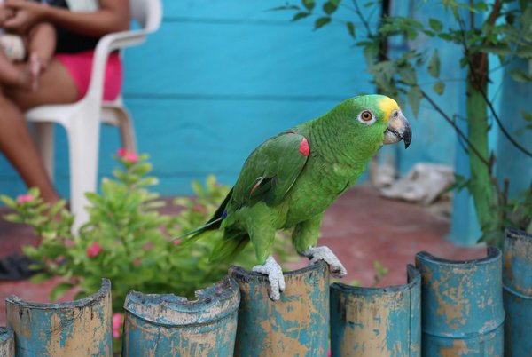 Les bienfaits de l'huile de saumon pour votre chat
