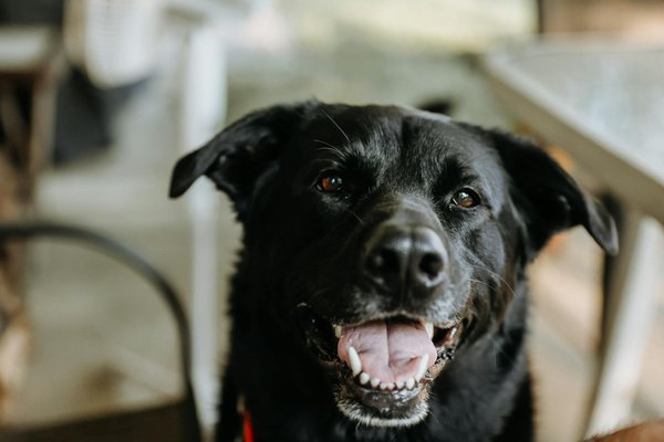 Comment réagir en cas de morsure de serpent chez un chat ?
