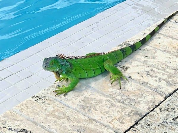 Comment réduire le stress lors du transport d'un iguane ?
