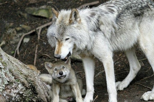 Les loups arctiques : des chasseurs endurcis du Grand Nord