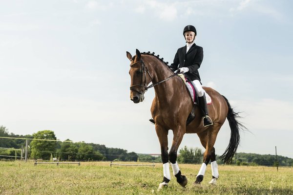 Techniques avancées pour le dressage de base d'un corbeau domestique