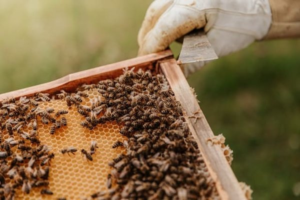 Comment les abeilles communiquent-elles la localisation des sources de nectar à leur ruche ?