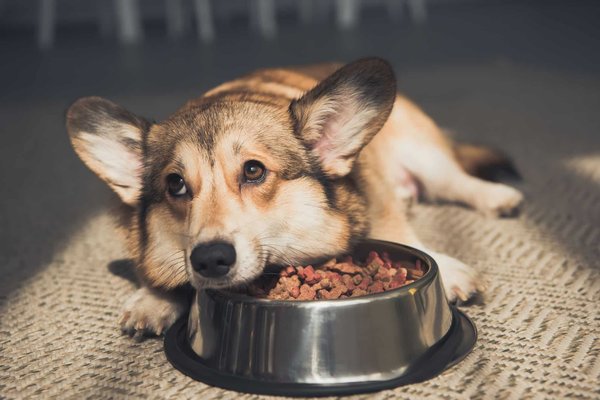Alimentation pour chien : existe-t-il des croquettes qui conviennent à toutes les races ?