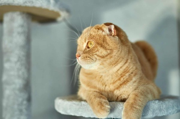 Arbre à chat : où l'installer dans la maison ?